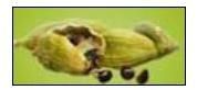 Green Cardamom
