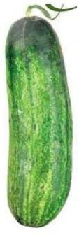 Fresh Cucumber