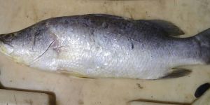 Bhetki Fish