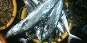 Black King Fish