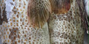 Grouper Fish