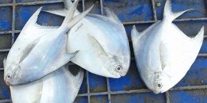 Silver Pomfret Fish