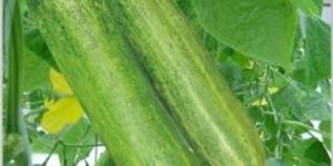 HyBrid Cucumber