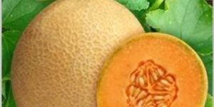 Hybrid Muskmelon Seeds