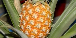 Fresh Pineapple