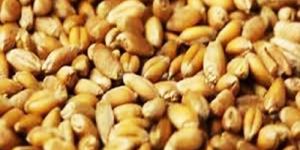 Wheat Seeds