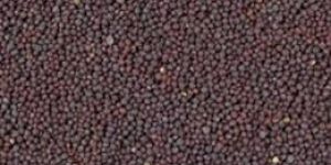 Mustard Seeds