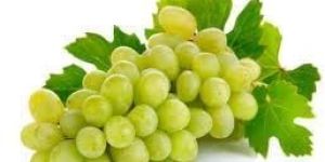 Fresh Grapes