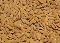 Rice Seed