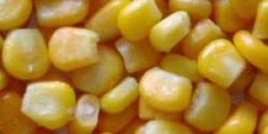Gmo and Non Gmo Yellow Maize