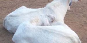 Sojat Goat