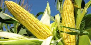 Yellow Maize