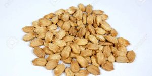 Bitter Gourd Seeds