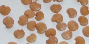 Brinjal Seeds