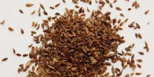 Carrot Seeds