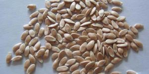 Cucumber Seeds