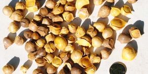 Garlic Seeds