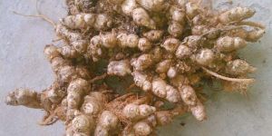 Ginger Seeds