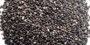 Hybrid Tomato Seeds