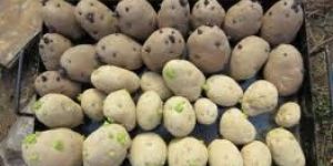 Potato Seeds