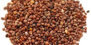 Radish Seeds