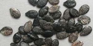Sponge Gourd Seeds