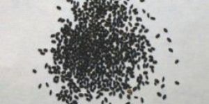 Tukmalanga OR Tukmaria Seeds