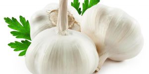 Garlic