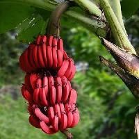 Red Banana