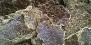 Cotton Seed Oil Cake