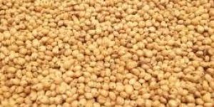 Sorghum Seeds