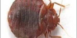 Bed Bug Pest Control Services
