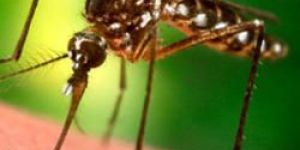 Mosquito Pest Control Services