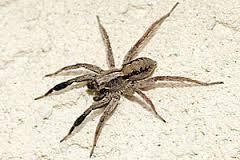 Spider Pest Control Services