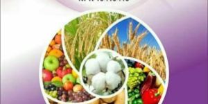 NPK Fertilizer (19:19:19)