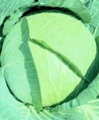 Hybrid Cabbage F1 a 7