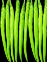 Hybrid Chilli Trishul