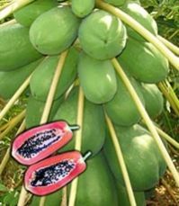 Hybrid Papaya Lal Pari F1