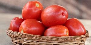 Hybrid Tomato UGIN 157