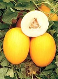 Hybrid Yellow King F1