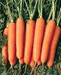 Fresh Carrot