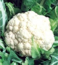 Super Maya Cauliflower