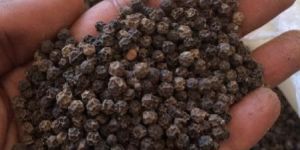 Black Pepper