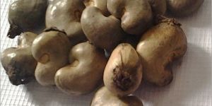 Raw Cashew Nut