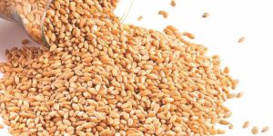 Wheat Seeds