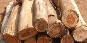 Wood Logs