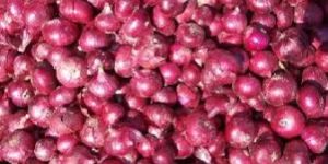 Fresh Big Onion