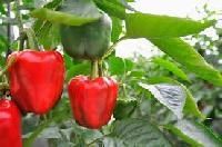 Color Capsicum