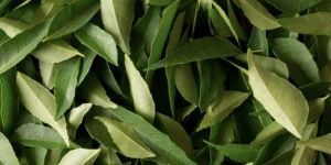 Fresh Curry Leaves