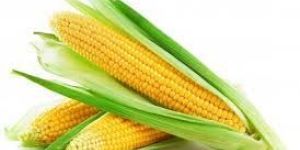 Yellow Corn